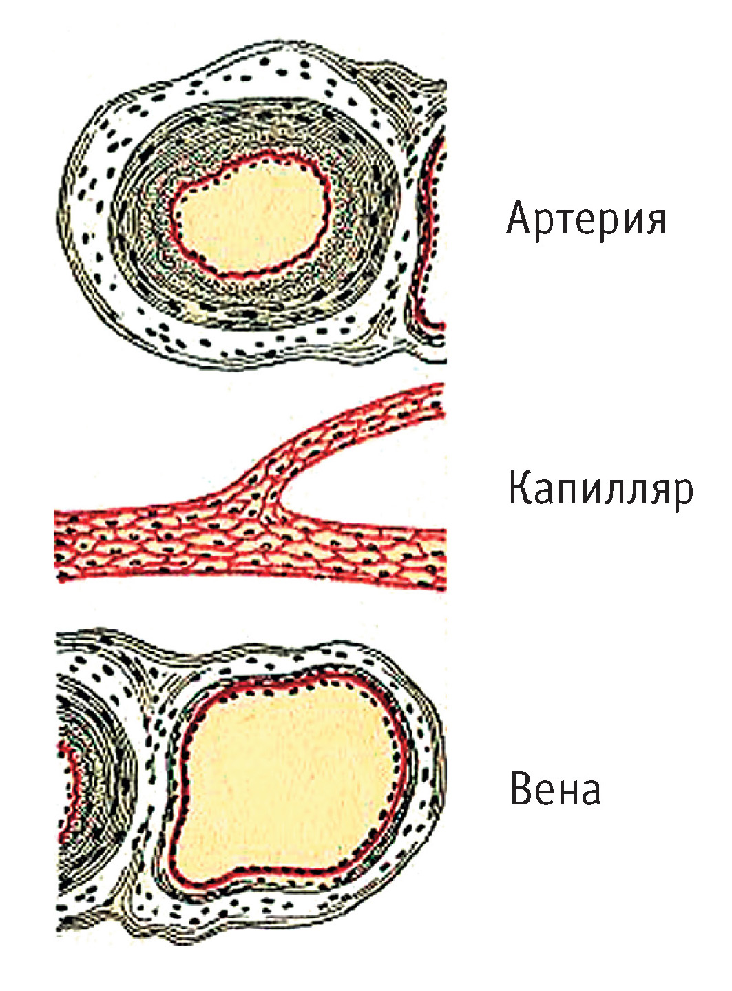 Рис. 2. Строение стенки кровеносных сосудов: артерия, капилляр, вена 